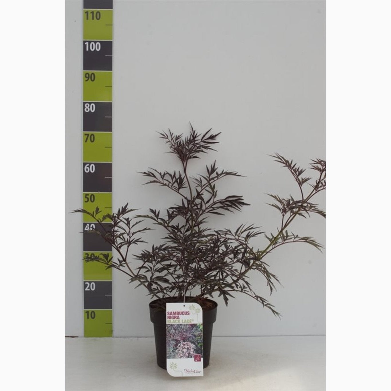 Fläder – Sambucus nigra 'Black Lace'® - C4,6 40-60 CM